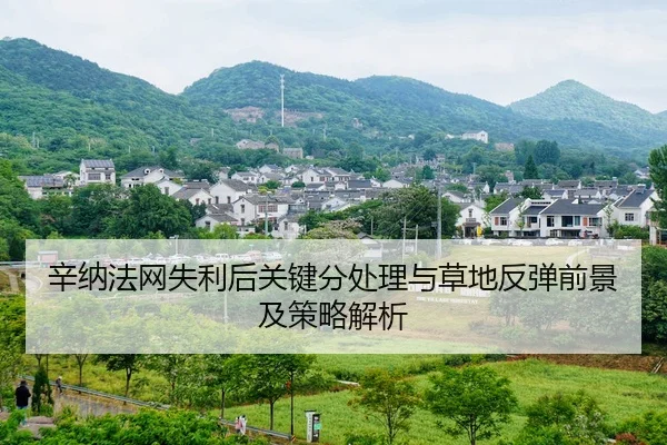 辛纳法网失利后关键分处理与草地反弹前景及策略解析